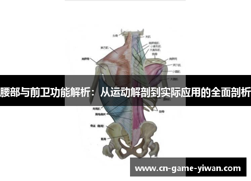 腰部与前卫功能解析：从运动解剖到实际应用的全面剖析